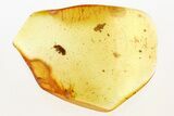 Detailed Hairy Fungus Beetle (Mycetophagidae) in Baltic Amber #288501-1